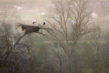 White Stork (Ciconia Ciconia) Nesting On Tree. Catalonia. Spain.
