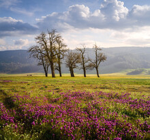 Wildflower Field In Soft Afternoon Sunlight, Central Valley, California.