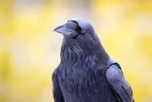 Raven Studying Surroundings