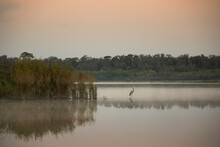 Great Blue Heron At Sunrise On Myakka Lake.