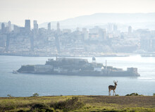 Alcatraz Island And The San Francisco Skyline Behind. 