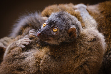 Sticker - portrait of a lemur