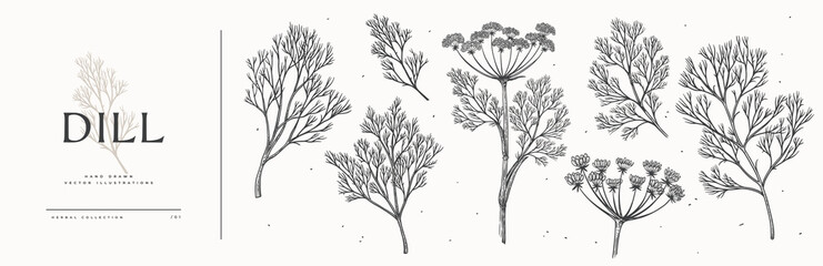 Large set of dill branches and its inflorescences. Spicy plant on a light background isolated. Can be used for your design. Vintage botanical illustration in engraving style.