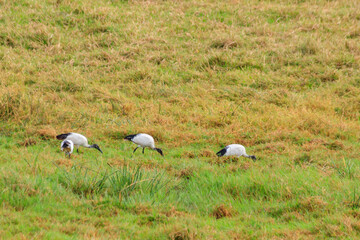 Wall Mural - African sacred ibises (Threskiornis aethiopicus) in Ngorongoro crater national park, Tanzania