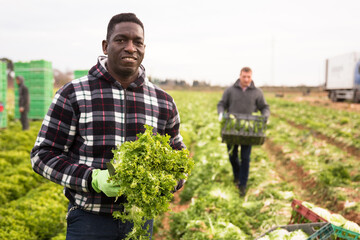 Wall Mural - African american man gardener during harvesting of lettuce in garden