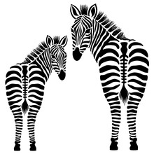 Zebra Silhouettes, Looking Back, Back View, Black And White Illustration Over A Transparent Background, PNG Image
