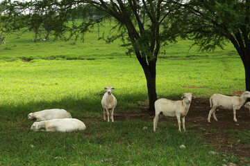 Wall Mural - Beautiful white sheep on green grass in safari park