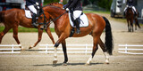 Fototapeta Konie - Dressage horse with rider walking with front leg raised, photographed from the side with two other horses out of focus in the background..