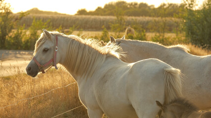 Wall Mural - White horse with white mane portrait. White horse in paddock at sunset.Farm animals