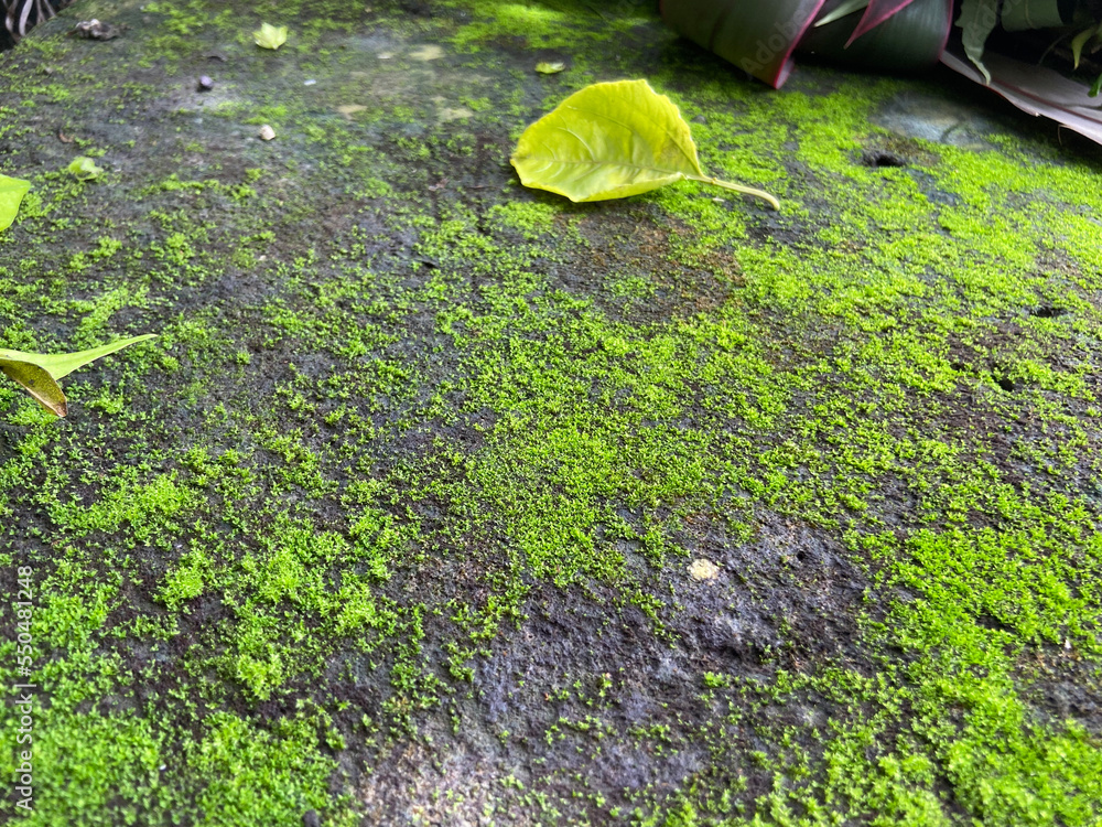Moss green texture. Moss background. Green moss on grunge texture, background.