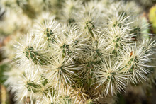 Close-up Of Cactus (Cylindropuntia Rosea) With Long White Thorns. Cactus Close Up Texture. 