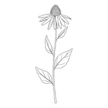 Flower, Purple Coneflower , Echinacea Purpurea, Vector Drawing Wild Plant Isolated At White Background, Floral Design Element , Hand Drawn Botanical Illustration