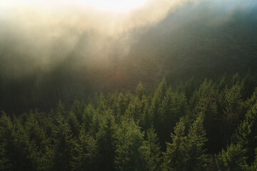 Wall Mural - Aerial view of bright foggy morning over dark mountain forest trees at autumn sunrise. Beautiful scenery of wild woodland at dawn