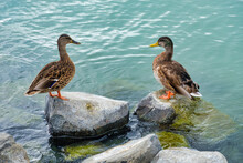 Wild Ducks At Lake Balaton - Tihany, Hungary