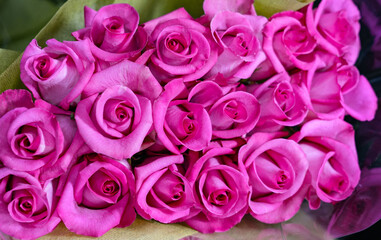 Fotomurales - purple roses in a bouquet as background