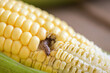 Corn worm - Caterpillar corn borer important pest of corn crop, agricultural problems pest and plant disease