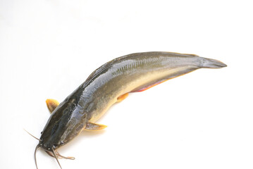 Wall Mural - catfish isolated on white background, fresh raw catfish freshwater fish, catfish for cooking food fish