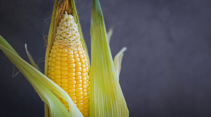 Wall Mural - Fresh corn on dark background, Harvest ripe corn organic, Corn on the cob, Sweet corn for cooking food