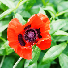 Top View Of Red Poppy Flower Close Up