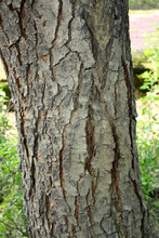 Indian Lilac Or Neem (Azadirachta Indica) Tree Trunk With Rough And Cracked Bark : (pix SShukla)