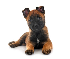 Canvas Print - puppy malinois and cat