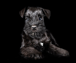 Poster - miniature schnauzer in studio