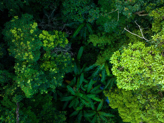 Wall Mural - Aerial view of tropical forest in summer