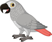Cartoon Congo Grey Parrot On White Background