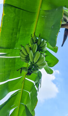 Wall Mural - banana on tree with sky