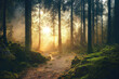 Leinwandbild Motiv Sunlight in Euopean forest with hiking trail