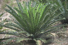 Ornamental Plant Encephalartos Is A Genus Of Cycad Native To Africa. Several Species Of Encephalartos Are Commonly Referred To As Bread Trees, Bread Palms Or Kaffir Bread