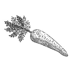 Sticker - carrot plant hand drawn vector. vegetable harvest, soil agriculture, organic garden, green healthy food carrot plant sketch. isolated color illustration