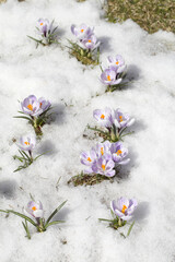 Fototapete - Spring flowers - white crocuses bloom in the park in April, a beautiful template for a web screensaver. Snow shiny cover melts near primroses, Easter card design.