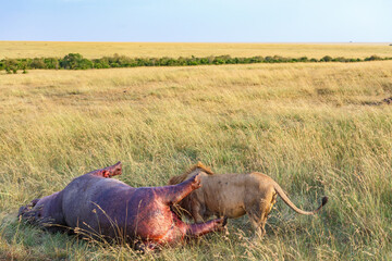 Poster - Lion who killed a hippopotamus on the savannah in Masai Mara National Reserve