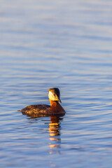 Poster - Red necked grebe in a lake in sunlight