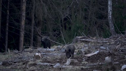 Wall Mural - Wild boars in the european forest. Herd of wild pig are feeding in the wood. Czech nature. Wild swine during the dusk.
