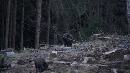 Wall Mural - Wild boars in the european forest. Herd of wild pig are feeding in the wood. Czech nature. Wild swine during the dusk.

