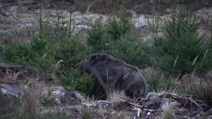 Wall Mural - Wild boars in the european forest. Herd of wild pig are feeding in the wood. Czech nature. Wild swine during the dusk.
