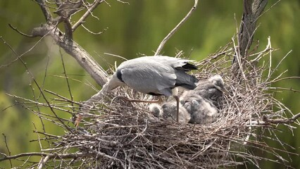 Wall Mural - Gray heron is feeding chicks on the nest. Grey heron nesting on the tree. European ornithology during spring season. 