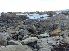 Adorable Seal, Pinniped Sleeping On The Rugged Rocks At The Sea Coastline