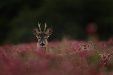 Poster - Roe deer in the blooming clover field. Nature in Czech Republic. Deer during summer season. Ramble in nature. 