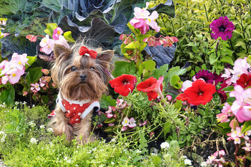 Poster - A small Yorkshire terrier in a red dress on background of bright flowers.