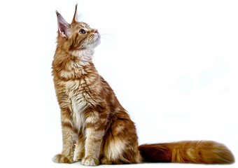 Wall Mural - A big maine coon kitten in studio on white background, isolated.