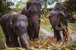 elephant sanctuary thailand