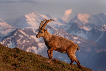 Poster - Alpine ibex in the Switzerland Alps. Male of ibex on the mountains. European nature. Goat with long horns.