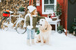© klavdiyav - cute little girl in knitted sweater and hat having fun with first snow and cute pet dog labrador at porch of country house, concept of winter spirit and Christmas