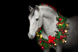 Fototapeta Konie - horse with flower