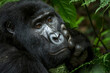 © Roger de la Harpe - Mountain gorilla (Gorilla beringei beringei). Bwindi Impenetrable Forest. Uganda