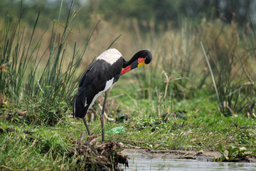 Wall Mural - Saddle billed stork in the Murchison Falls. Stork is standing on the bank of river. Bird with black and white body and red beak. Safari in Uganda.