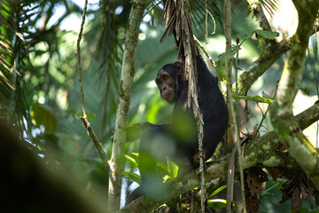 Wall Mural - Chimpanzee on the branch. Chimp in the Budongo forest park. Safari in Uganda. African nature.	